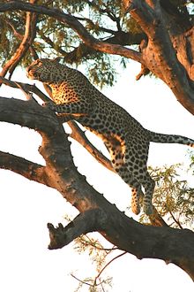 Leopard at Tau Game Lodge