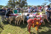 Judging of the best decorated sheep 2014
