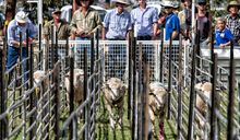 Ewe wins at the 2014 Booligal Sheep Races