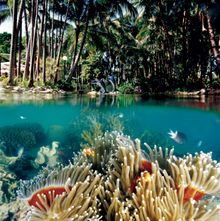 Daydream Island Living Reef