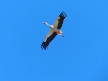White Stork