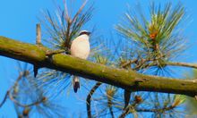 Red-backed Shrike