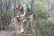 Making habitat for koalas is fun!