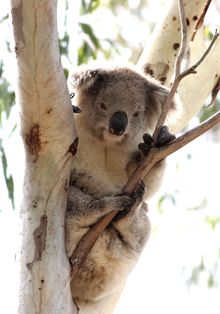 Wild koala Pat, part of our research project