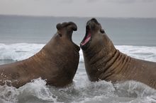 Elephant seals