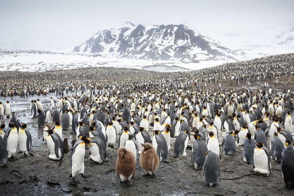 King penguins, South Georgia