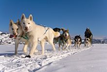 Dog team with musher, Fish Lake, Yukon