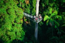 Tamborine Rainforest Skywalk