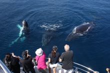 Sea World Whale Watch