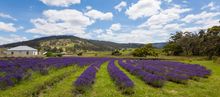 Port Arthur Lavender Farm  credit: Tourism Tasmania