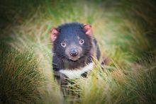 Devils in the Dark  credit: Tourism Tasmania