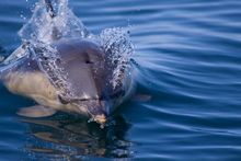 Discover an abundance of wildlife around Scotland's islands