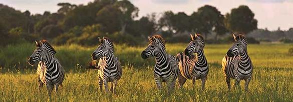 Zebras