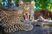 Leopard