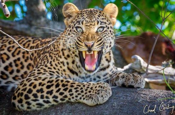 Leopard