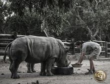 Anri feeding Gertjie and Matimba