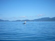 Whale watching in the Whitsundays