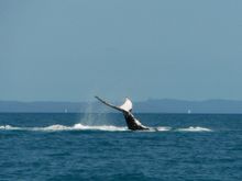 Whale tail slapping in the Whitsundays