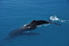 Whales frolicking in the Whitsundays