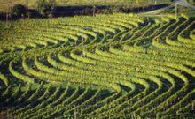 Jeruzalem wine hills