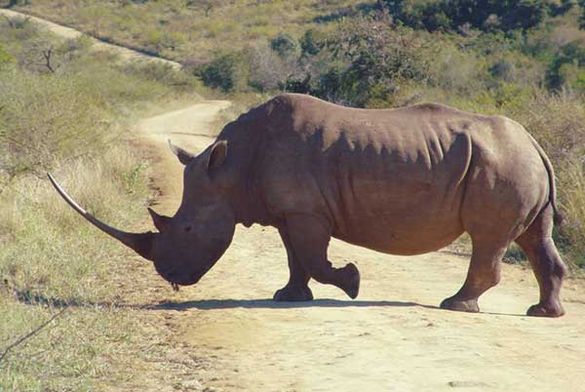 Rhino