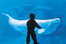 Vancouver Aquarium