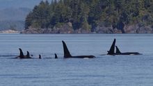 Triptoes Canada, Vancouver Island for a family adventure