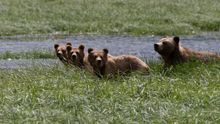 Grizzly bears