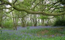 Spring walking