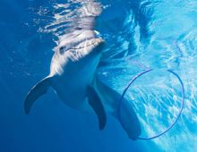 Clearwater Marine Aquarium's 