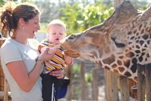 Tampa's Lowry Park Zoo, rated the top zoo in America by Parents magazine.