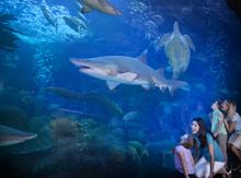 The Florida Aquarium houses 20,000 sea creatures, many of them in its enormous coral reef tank.