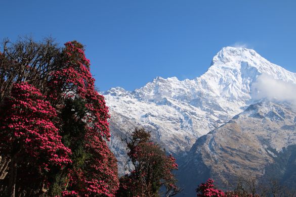 Wandering the World-Nepal-Annapurna-Trek-Rhododendron and Mountains