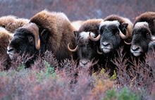 Nunavik Musk Ox 
