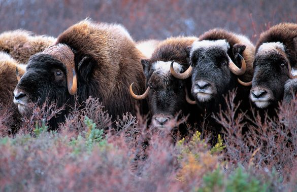 Nunavik Musk Ox 