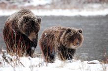 Mother and cub