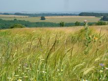 The Cranborne Chase inspired Thomas Hardy (Foot Trails: Truly Madly Deeply Dorset, Wiltshire and Dorset Borders inn-to-inn and W