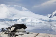 Adelie penguin, Petermann Island, Antartica