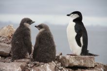 Chinstrap penguin and chicks, Hydruga Rocks, Antarctica