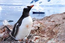 Gentoo Penguin, Antarctica Penninsula