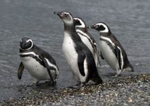 Magellanic Penguins, Ushuaia, Argentina