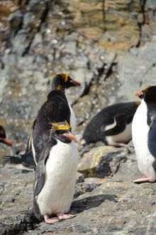 Macaroni penguins South Georgia