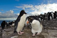 Rockhopper penguins - Falkland islands/Malvinas