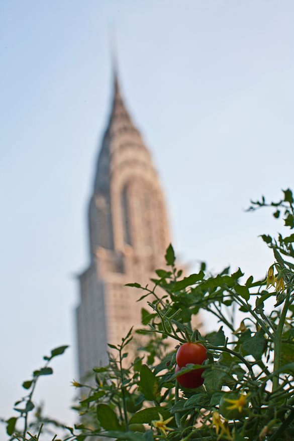 Chrysler Building View from Rooftop Garden Chrysler Building View from Rooftop Garden