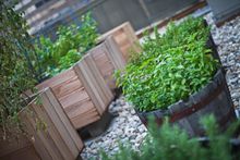 Herbs and Veggies 384 Feet above Manhattan