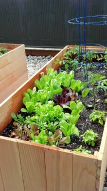 Lettuce Growing on Rooftop Garden