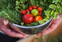Vegetables and Herbs from Rooftop Garden