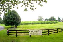 Chrysalis Vineyard