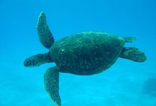 Pitcairn turtle