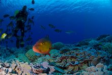 SCUBA Diving Pitcairn Islands